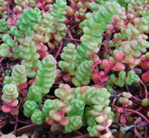 Sedum divergens 